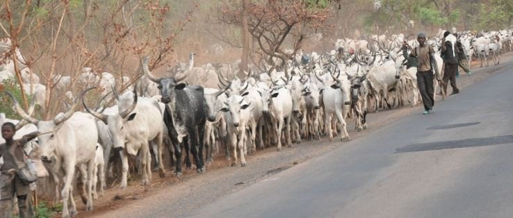 Miyetti Allah to Igbo:  Our interest in Southeast purely economic