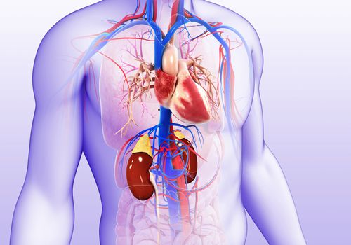 10 Possible Ways To Prevent Kidney Failure