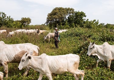 Knocks For Presidency Over Comments On Ban Of Open Grazing
