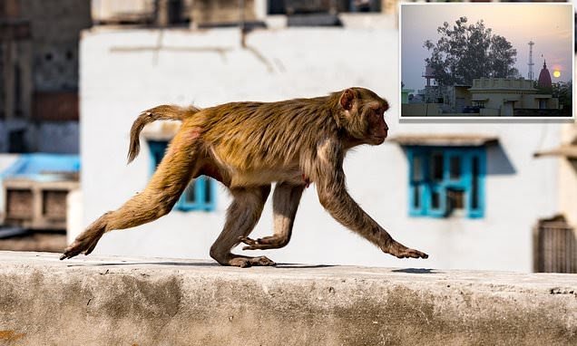 Shocking: Monkeys Kill Party Chieftain's wife