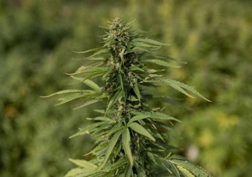 Cannabis Ban For Athletes Will Be Reviewed, Says World Anti-Doping Agency