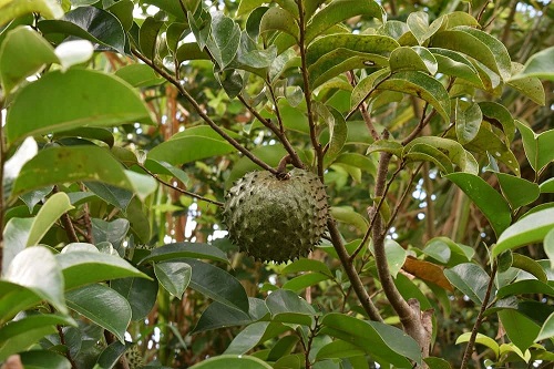 Soursop Leaf Cures Malaria, Says Unilorin Researcher