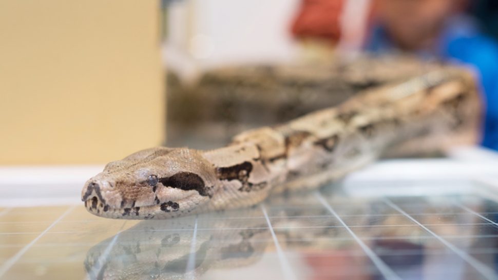 5 Cleaning Habits That Attract Snakes  - BESTLIFE