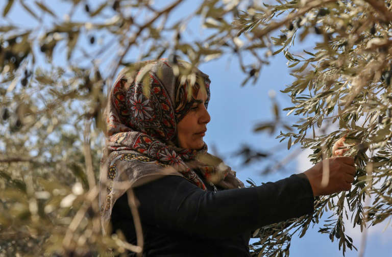 Israeli, Palestinian Olive Growers Face Same Climate Challenge - AFP