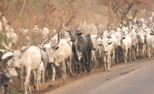 No Going Back On Cow Ban In Southeast From April, Says IPOB