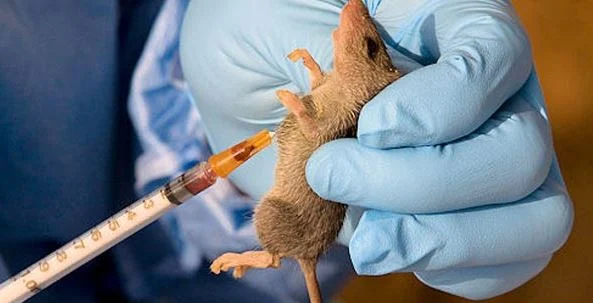 Lassa Fever Kills Two Doctors In Oyo