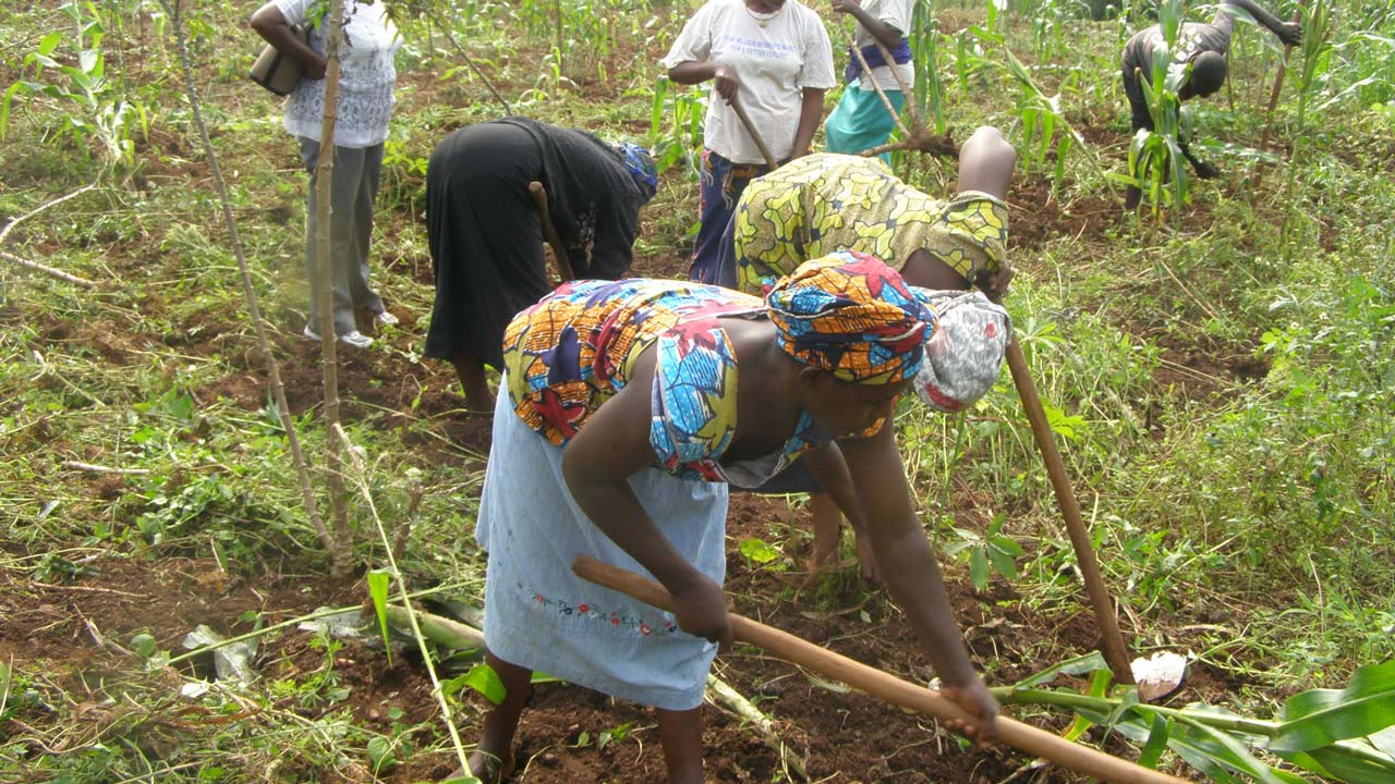 FG Approves New Groundnut Seedling, Trains Farmers On Modern Techniques