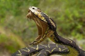 Snake Kills ISWAP Commander In Borno