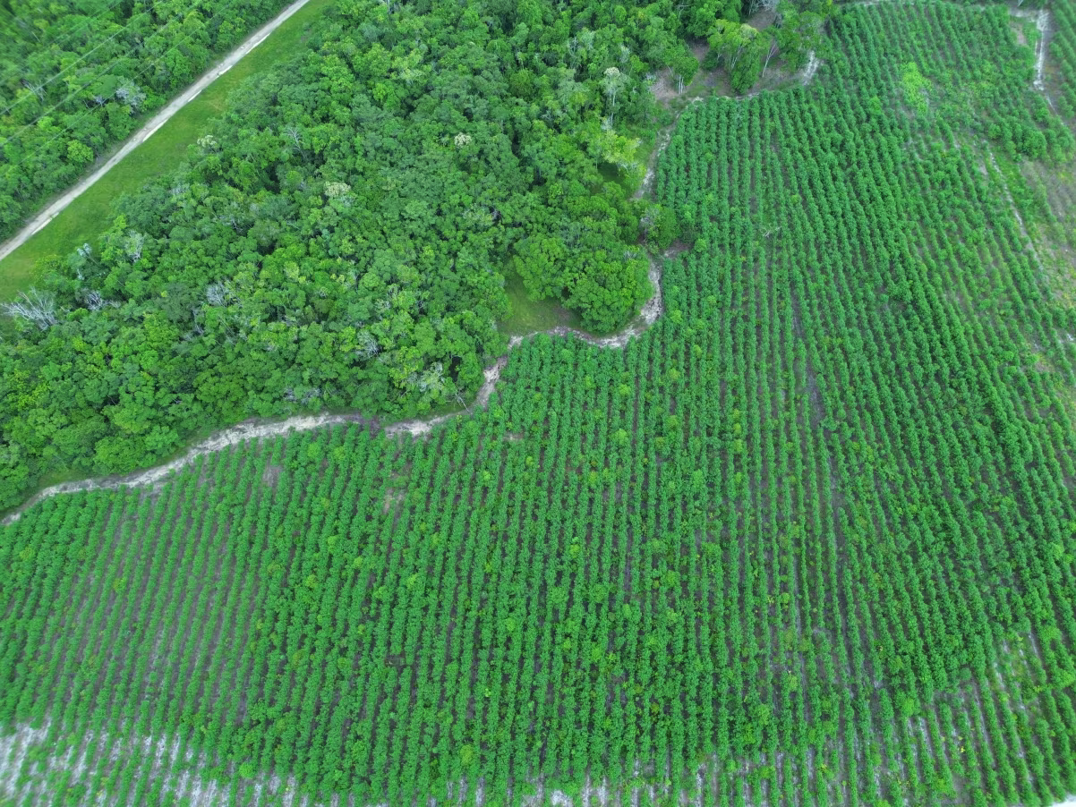 How Drones and AI Are Revolutionizing Forest Restoration in Brazil
