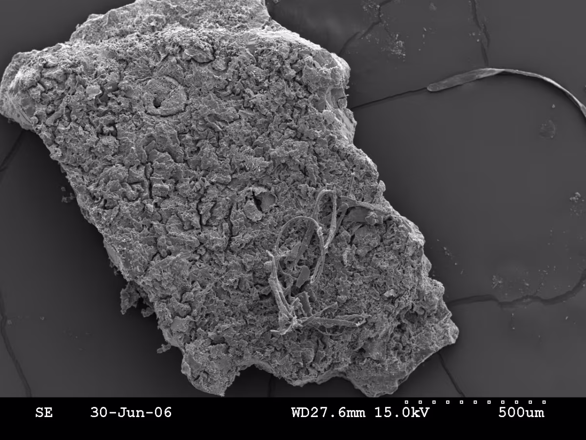 Ancient Australian crocodile eggs reveal tree-hunting “drop crocs”