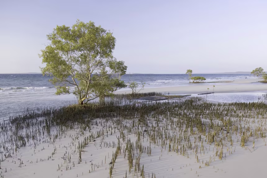 Canadian Woman, 19, Found Dead on Fraser Island as Dingoes Gather Around Her Body
