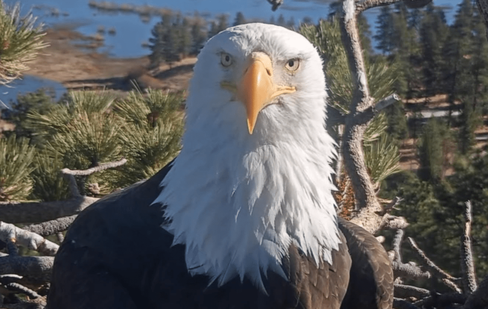 Rescued Injured Bald Eagle Moved To Rehab Centre in LA