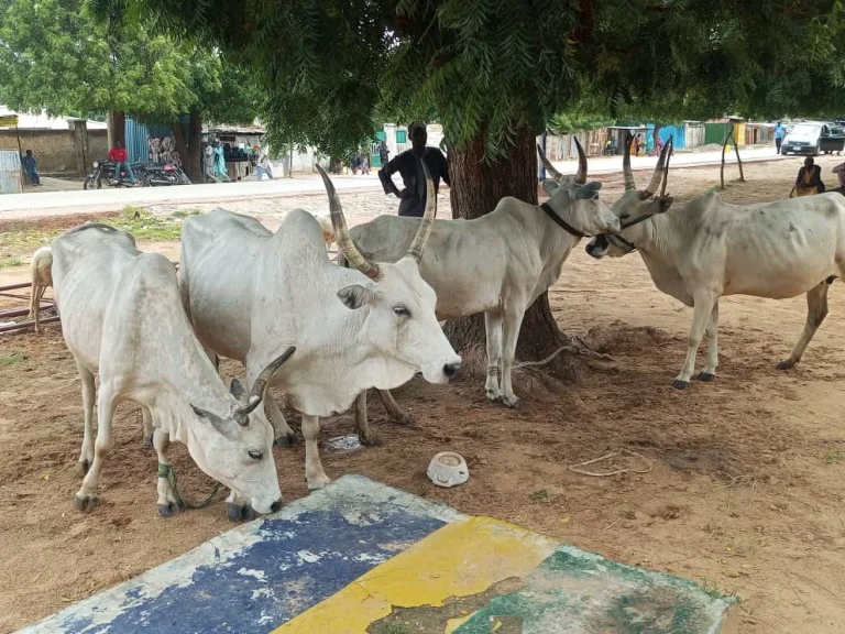 Jigawa Police Arrest Seven Over Alleged Cattle Rustling, Recover Eight Cows