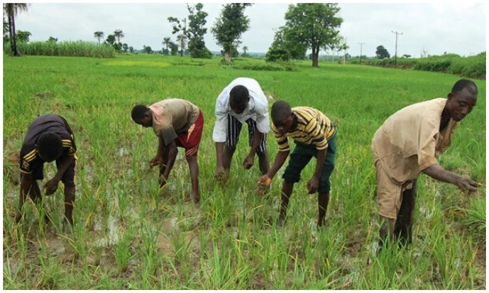 Kano Farmers, Herders Clash Fears Rise as Harvest Season Nears