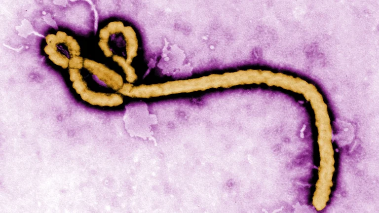 FG Confirms Imported Ebola Case in Abuja as 44 Contacts Identified