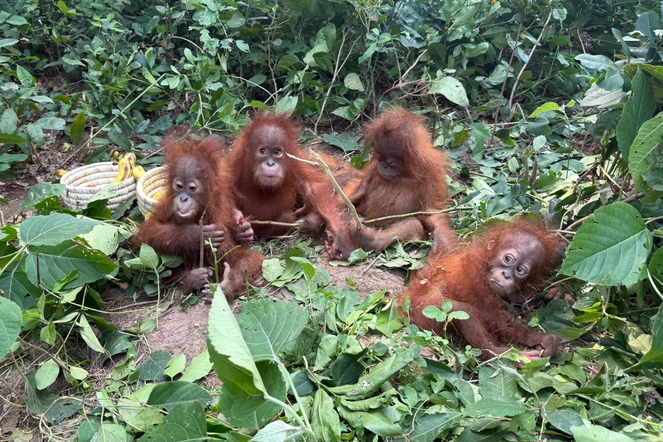 Five Baby Orangutans Found Abandoned in India Expose Global Wildlife Trafficking Network
